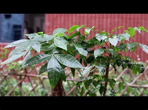 鎮宅擋煞植物